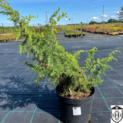 Juniperus communis 'Tempelhof' - Harilik kadakas 'Tempelhof' C5/5L